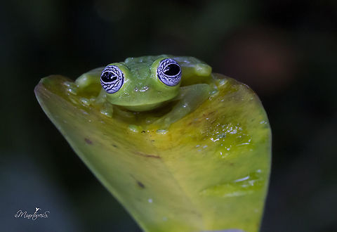 Sachatamia ilex One of the most delicate and fantastic creatures of the nocturnal environment of the forest, Sachatamia Ilex, Ghost Glass Frog, or Rana fantasma.

If we want to describe its characteristics, we must consider some important data, this little jewel of nature measures on average between about 2.7 to 3.4 centimeters in length. Its head is wide with nostrils and very prominent eyes; it has a fine, transparent and smooth skin of a yellowish green color and have whitish eyes with a beautiful pattern of blue crisscrossing lines, looking as if a bad night had passed.

If we mention the habits of this wonderful species, it is necessary to emphasize that its habits are nocturnal and it is arboreal, it is noticed in the terminations of its fingers with special pads and interdigital membrane, special to adhere to the leaves and the vegetation. Their bones are green and very interesting: the males have a sharp white hook in the arm.

Its distribution includes Costa Rica, Panama and the Caribbean slope of Nicaragua, and the west of Colombia. In Costa Rica it is distributed on both slopes in the low and middle humid lands, mainly on the Atlantic slope and on the Pacific coast in the Río Tárcoles and San Mateo basin.


Una de las más delicadas y fantásticas criaturas del ambiente nocturno del bosque, la Sachatamia Ilex, Ghost Glass Frog, conocida como Rana fantasma.

Si describimos sus características debemos considerar algunos datos importantes, esta pequeña joya de la naturaleza mide en promedio entre unos 2.7 a 3.4 centímetros de longitud. Es ancha su cabeza con orificios nasales y ojos saltados, muy prominentes, de coloración b; posee una fina, transparente y lisa piel de un color verde amarillento tienen un patrón azul, blancuzcos con un hermoso patrón de líneas azules entrecruzadas, de apariencia como si hubiese pasado una mala noche.

Si mencionamos los hábitos de esta maravillosa especie, hay que destacar que sus hábitos son nocturnos y es arborícola, se nota en las terminaciones de sus dedos con unas almohadillas especiales y membrana interdigital, especial para adherirse a las hojas y la vegetación. Sus huesos son de color verde y muy interesante, los machos presentan un gancho blanco agudo en el brazo.

Su distribución comprende Costa Rica, Panamá y la Vertiente Caribe de Nicaragua, hasta el oeste de Colombia.
En Costa Rica se distribuye en ambas vertientes en las tierras húmedas bajas y medias, principalmente en la Vertiente Atlántica y en la costa Pacífica en la cuenca del Río Tárcoles y San Mateo. Sachatamia ilex