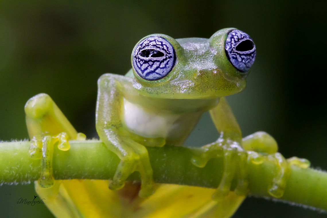 Sachatamia ilex One of the most delicate and fantastic creatures of the nocturnal environment of the forest, Sachatamia Ilex, Ghost Glass Frog, or Rana fantasma.<br />
<br />
If we want to describe its characteristics, we must consider some important data, this little jewel of nature measures on average between about 2.7 to 3.4 centimeters in length. Its head is wide with nostrils and very prominent eyes; it has a fine, transparent and smooth skin of a yellowish green color and have whitish eyes with a beautiful pattern of blue crisscrossing lines, looking as if a bad night had passed.<br />
<br />
If we mention the habits of this wonderful species, it is necessary to emphasize that its habits are nocturnal and it is arboreal, it is noticed in the terminations of its fingers with special pads and interdigital membrane, special to adhere to the leaves and the vegetation. Their bones are green and very interesting: the males have a sharp white hook in the arm.<br />
<br />
Its distribution includes Costa Rica, Panama and the Caribbean slope of Nicaragua, and the west of Colombia. In Costa Rica it is distributed on both slopes in the low and middle humid lands, mainly on the Atlantic slope and on the Pacific coast in the R&iacute;o T&aacute;rcoles and San Mateo basin.<br />
<br />
<br />
Una de las m&aacute;s delicadas y fant&aacute;sticas criaturas del ambiente nocturno del bosque, la Sachatamia Ilex, Ghost Glass Frog, conocida como Rana fantasma.<br />
<br />
Si describimos sus caracter&iacute;sticas debemos considerar algunos datos importantes, esta peque&ntilde;a joya de la naturaleza mide en promedio entre unos 2.7 a 3.4 cent&iacute;metros de longitud. Es ancha su cabeza con orificios nasales y ojos saltados, muy prominentes, de coloraci&oacute;n b; posee una fina, transparente y lisa piel de un color verde amarillento tienen un patr&oacute;n azul, blancuzcos con un hermoso patr&oacute;n de l&iacute;neas azules entrecruzadas, de apariencia como si hubiese pasado una mala noche.<br />
<br />
Si mencionamos los h&aacute;bitos de esta maravillosa especie, hay que destacar que sus h&aacute;bitos son nocturnos y es arbor&iacute;cola, se nota en las terminaciones de sus dedos con unas almohadillas especiales y membrana interdigital, especial para adherirse a las hojas y la vegetaci&oacute;n. Sus huesos son de color verde y muy interesante, los machos presentan un gancho blanco agudo en el brazo.<br />
<br />
Su distribuci&oacute;n comprende Costa Rica, Panam&aacute; y la Vertiente Caribe de Nicaragua, hasta el oeste de Colombia.<br />
En Costa Rica se distribuye en ambas vertientes en las tierras h&uacute;medas bajas y medias, principalmente en la Vertiente Atl&aacute;ntica y en la costa Pac&iacute;fica en la cuenca del R&iacute;o T&aacute;rcoles y San Mateo. Sachatamia ilex