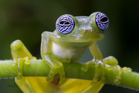 Sachatamia ilex One of the most delicate and fantastic creatures of the nocturnal environment of the forest, Sachatamia Ilex, Ghost Glass Frog, or Rana fantasma.

If we want to describe its characteristics, we must consider some important data, this little jewel of nature measures on average between about 2.7 to 3.4 centimeters in length. Its head is wide with nostrils and very prominent eyes; it has a fine, transparent and smooth skin of a yellowish green color and have whitish eyes with a beautiful pattern of blue crisscrossing lines, looking as if a bad night had passed.

If we mention the habits of this wonderful species, it is necessary to emphasize that its habits are nocturnal and it is arboreal, it is noticed in the terminations of its fingers with special pads and interdigital membrane, special to adhere to the leaves and the vegetation. Their bones are green and very interesting: the males have a sharp white hook in the arm.

Its distribution includes Costa Rica, Panama and the Caribbean slope of Nicaragua, and the west of Colombia. In Costa Rica it is distributed on both slopes in the low and middle humid lands, mainly on the Atlantic slope and on the Pacific coast in the Río Tárcoles and San Mateo basin.


Una de las más delicadas y fantásticas criaturas del ambiente nocturno del bosque, la Sachatamia Ilex, Ghost Glass Frog, conocida como Rana fantasma.

Si describimos sus características debemos considerar algunos datos importantes, esta pequeña joya de la naturaleza mide en promedio entre unos 2.7 a 3.4 centímetros de longitud. Es ancha su cabeza con orificios nasales y ojos saltados, muy prominentes, de coloración b; posee una fina, transparente y lisa piel de un color verde amarillento tienen un patrón azul, blancuzcos con un hermoso patrón de líneas azules entrecruzadas, de apariencia como si hubiese pasado una mala noche.

Si mencionamos los hábitos de esta maravillosa especie, hay que destacar que sus hábitos son nocturnos y es arborícola, se nota en las terminaciones de sus dedos con unas almohadillas especiales y membrana interdigital, especial para adherirse a las hojas y la vegetación. Sus huesos son de color verde y muy interesante, los machos presentan un gancho blanco agudo en el brazo.

Su distribución comprende Costa Rica, Panamá y la Vertiente Caribe de Nicaragua, hasta el oeste de Colombia.
En Costa Rica se distribuye en ambas vertientes en las tierras húmedas bajas y medias, principalmente en la Vertiente Atlántica y en la costa Pacífica en la cuenca del Río Tárcoles y San Mateo. Sachatamia ilex