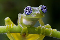 Sachatamia ilex One of the most delicate and fantastic creatures of the nocturnal environment of the forest, Sachatamia Ilex, Ghost Glass Frog, or Rana fantasma.<br />
<br />
If we want to describe its characteristics, we must consider some important data, this little jewel of nature measures on average between about 2.7 to 3.4 centimeters in length. Its head is wide with nostrils and very prominent eyes; it has a fine, transparent and smooth skin of a yellowish green color and have whitish eyes with a beautiful pattern of blue crisscrossing lines, looking as if a bad night had passed.<br />
<br />
If we mention the habits of this wonderful species, it is necessary to emphasize that its habits are nocturnal and it is arboreal, it is noticed in the terminations of its fingers with special pads and interdigital membrane, special to adhere to the leaves and the vegetation. Their bones are green and very interesting: the males have a sharp white hook in the arm.<br />
<br />
Its distribution includes Costa Rica, Panama and the Caribbean slope of Nicaragua, and the west of Colombia. In Costa Rica it is distributed on both slopes in the low and middle humid lands, mainly on the Atlantic slope and on the Pacific coast in the R&iacute;o T&aacute;rcoles and San Mateo basin.<br />
<br />
<br />
Una de las m&aacute;s delicadas y fant&aacute;sticas criaturas del ambiente nocturno del bosque, la Sachatamia Ilex, Ghost Glass Frog, conocida como Rana fantasma.<br />
<br />
Si describimos sus caracter&iacute;sticas debemos considerar algunos datos importantes, esta peque&ntilde;a joya de la naturaleza mide en promedio entre unos 2.7 a 3.4 cent&iacute;metros de longitud. Es ancha su cabeza con orificios nasales y ojos saltados, muy prominentes, de coloraci&oacute;n b; posee una fina, transparente y lisa piel de un color verde amarillento tienen un patr&oacute;n azul, blancuzcos con un hermoso patr&oacute;n de l&iacute;neas azules entrecruzadas, de apariencia como si hubiese pasado una mala noche.<br />
<br />
Si mencionamos los h&aacute;bitos de esta maravillosa especie, hay que destacar que sus h&aacute;bitos son nocturnos y es arbor&iacute;cola, se nota en las terminaciones de sus dedos con unas almohadillas especiales y membrana interdigital, especial para adherirse a las hojas y la vegetaci&oacute;n. Sus huesos son de color verde y muy interesante, los machos presentan un gancho blanco agudo en el brazo.<br />
<br />
Su distribuci&oacute;n comprende Costa Rica, Panam&aacute; y la Vertiente Caribe de Nicaragua, hasta el oeste de Colombia.<br />
En Costa Rica se distribuye en ambas vertientes en las tierras h&uacute;medas bajas y medias, principalmente en la Vertiente Atl&aacute;ntica y en la costa Pac&iacute;fica en la cuenca del R&iacute;o T&aacute;rcoles y San Mateo. Sachatamia ilex