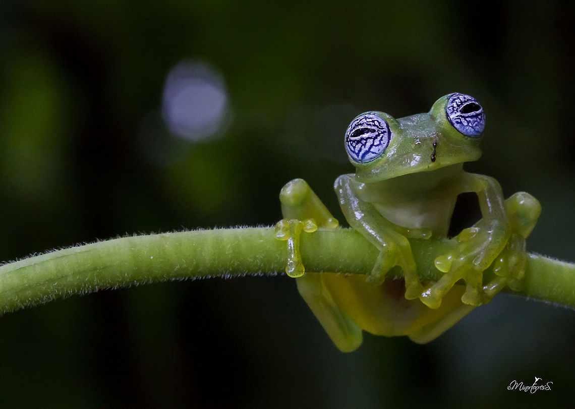 Sachatamia ilex One of the most delicate and fantastic creatures of the nocturnal environment of the forest, Sachatamia Ilex, Ghost Glass Frog, or Rana fantasma.<br />
<br />
If we want to describe its characteristics, we must consider some important data, this little jewel of nature measures on average between about 2.7 to 3.4 centimeters in length. Its head is wide with nostrils and very prominent eyes; it has a fine, transparent and smooth skin of a yellowish green color and have whitish eyes with a beautiful pattern of blue crisscrossing lines, looking as if a bad night had passed.<br />
<br />
If we mention the habits of this wonderful species, it is necessary to emphasize that its habits are nocturnal and it is arboreal, it is noticed in the terminations of its fingers with special pads and interdigital membrane, special to adhere to the leaves and the vegetation. Their bones are green and very interesting: the males have a sharp white hook in the arm.<br />
<br />
Its distribution includes Costa Rica, Panama and the Caribbean slope of Nicaragua, and the west of Colombia. In Costa Rica it is distributed on both slopes in the low and middle humid lands, mainly on the Atlantic slope and on the Pacific coast in the R&iacute;o T&aacute;rcoles and San Mateo basin.<br />
<br />
<br />
Una de las m&aacute;s delicadas y fant&aacute;sticas criaturas del ambiente nocturno del bosque, la Sachatamia Ilex, Ghost Glass Frog, conocida como Rana fantasma.<br />
<br />
Si describimos sus caracter&iacute;sticas debemos considerar algunos datos importantes, esta peque&ntilde;a joya de la naturaleza mide en promedio entre unos 2.7 a 3.4 cent&iacute;metros de longitud. Es ancha su cabeza con orificios nasales y ojos saltados, muy prominentes, de coloraci&oacute;n b; posee una fina, transparente y lisa piel de un color verde amarillento tienen un patr&oacute;n azul, blancuzcos con un hermoso patr&oacute;n de l&iacute;neas azules entrecruzadas, de apariencia como si hubiese pasado una mala noche.<br />
<br />
Si mencionamos los h&aacute;bitos de esta maravillosa especie, hay que destacar que sus h&aacute;bitos son nocturnos y es arbor&iacute;cola, se nota en las terminaciones de sus dedos con unas almohadillas especiales y membrana interdigital, especial para adherirse a las hojas y la vegetaci&oacute;n. Sus huesos son de color verde y muy interesante, los machos presentan un gancho blanco agudo en el brazo.<br />
<br />
Su distribuci&oacute;n comprende Costa Rica, Panam&aacute; y la Vertiente Caribe de Nicaragua, hasta el oeste de Colombia.<br />
En Costa Rica se distribuye en ambas vertientes en las tierras h&uacute;medas bajas y medias, principalmente en la Vertiente Atl&aacute;ntica y en la costa Pac&iacute;fica en la cuenca del R&iacute;o T&aacute;rcoles y San Mateo. Sachatamia ilex