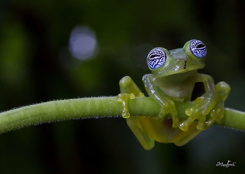 Sachatamia ilex One of the most delicate and fantastic creatures of the nocturnal environment of the forest, Sachatamia Ilex, Ghost Glass Frog, or Rana fantasma.

If we want to describe its characteristics, we must consider some important data, this little jewel of nature measures on average between about 2.7 to 3.4 centimeters in length. Its head is wide with nostrils and very prominent eyes; it has a fine, transparent and smooth skin of a yellowish green color and have whitish eyes with a beautiful pattern of blue crisscrossing lines, looking as if a bad night had passed.

If we mention the habits of this wonderful species, it is necessary to emphasize that its habits are nocturnal and it is arboreal, it is noticed in the terminations of its fingers with special pads and interdigital membrane, special to adhere to the leaves and the vegetation. Their bones are green and very interesting: the males have a sharp white hook in the arm.

Its distribution includes Costa Rica, Panama and the Caribbean slope of Nicaragua, and the west of Colombia. In Costa Rica it is distributed on both slopes in the low and middle humid lands, mainly on the Atlantic slope and on the Pacific coast in the R&iacute;o T&aacute;rcoles and San Mateo basin.


Una de las m&aacute;s delicadas y fant&aacute;sticas criaturas del ambiente nocturno del bosque, la Sachatamia Ilex, Ghost Glass Frog, conocida como Rana fantasma.

Si describimos sus caracter&iacute;sticas debemos considerar algunos datos importantes, esta peque&ntilde;a joya de la naturaleza mide en promedio entre unos 2.7 a 3.4 cent&iacute;metros de longitud. Es ancha su cabeza con orificios nasales y ojos saltados, muy prominentes, de coloraci&oacute;n b; posee una fina, transparente y lisa piel de un color verde amarillento tienen un patr&oacute;n azul, blancuzcos con un hermoso patr&oacute;n de l&iacute;neas azules entrecruzadas, de apariencia como si hubiese pasado una mala noche.

Si mencionamos los h&aacute;bitos de esta maravillosa especie, hay que destacar que sus h&aacute;bitos son nocturnos y es arbor&iacute;cola, se nota en las terminaciones de sus dedos con unas almohadillas especiales y membrana interdigital, especial para adherirse a las hojas y la vegetaci&oacute;n. Sus huesos son de color verde y muy interesante, los machos presentan un gancho blanco agudo en el brazo.

Su distribuci&oacute;n comprende Costa Rica, Panam&aacute; y la Vertiente Caribe de Nicaragua, hasta el oeste de Colombia.
En Costa Rica se distribuye en ambas vertientes en las tierras h&uacute;medas bajas y medias, principalmente en la Vertiente Atl&aacute;ntica y en la costa Pac&iacute;fica en la cuenca del R&iacute;o T&aacute;rcoles y San Mateo. Sachatamia ilex