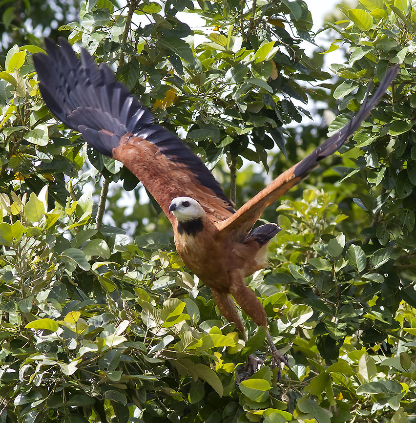 Busarellus nigricollis  Black collared hawk,Busarellus nigricollis,Costa Rica,Geotagged,Summer