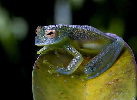 Cochranella granulosa Diagnosis: Small dark blue-green dorsum, generally with scattered black spots. Snout is obtuse in profile. Dark green bones. White stripe on upper lip. Parietal peritoneal sheath, pericardium, and digestive tract white (Savage 2002).
Description: Adult males 22.5-29 mm SVL, adult females 29-32 mm SVL. Head wider than long. Snout is rounded in dorsal view, obtuse in profile. Nares are not protuberant and are directed dorsolaterally. Eyes are large but not protuberant. Interorbital width considerably exceeds the eye diameter. Tympanum is round and indistinct. Vomerine odontophores are round with only a few teeth present, and are located between choanae. Finger I is slightly longer than Finger II. Both finger and toe discs are truncated. Fingers I and II have no webbing in between, but there is vestigial webbing between Fingers II and III, and more developed webbing between Fingers II and IV. Toes are moderately webbed. There is no tarsal fold or tubercle present. No fringing is present on arms or legs. Dorsal skin surfaces are very granular. Males have a large, well-developed white nuptial pad on the dorsal and outer lateral margin of the base of each thumb (Savage 2002).
Coloration is dark blue-green, with scattered black spots usually present. Parietal peritoneal sheath covering anterior internal organs, white pericardium, and white digestive tract are present. Liver is reddish. Bones are dark green. Upper lip has a white stripe. Iris is pale gray-gold (Savage 2002).
Larvae are 11 mm at stage 25 with an elongated and slightly depressed body. Nostrils and eyes are dorsal. Spiracle is located sinistrally and is much closer to the posterior margin of the body than the eye. Vent tube is located in the middle. Mouth is ventral. A complete oral disc, beaks, and 2/3 rows of denticles are present. Lower beak has large blunt serrations. A2 is restricted to two short segments on either side of the mouth. P3 is equal to or only slightly shorter than other posterior tooth rows. A single row of labial papillae is present around the sides and bottom of the oral disc but not above mouth. The tail is long with reduced caudal fins and a round tip (Savage 2002; Lips and Savage 1996).
http://amphibiaweb.org/cgi/amphib_query?where-genus=Cochranella&where;- Cochranella granulosa