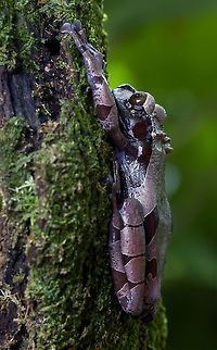 Anotheca spinosa Description
The size of the male is about 68 mm, the female typically measures about 80 mm. This frog has an unmistakable head with pointed spines and a large tympanum. Young people lack projections. Males do not have vocal clefts (Jungfer 1996). The color is dark brown above with a black veined and flanks bordered by white. The larvae are white at hatching (Jungfer 1996), and later become dark brown at the top and bluish gray at the bottom as they mature (Savage 2002).
It lives in cloud forests and is active all year round and is difficult to find. It is an arboreal species, found in bromeliads and banana plants. The calls of the males come from water-filled cavities, such as tree holes, open bamboo internodes or bromelia leaf armpits. The call is a strong "boop-boop-boop" and can be heard up to 100 m away.
Its distribution by country includes Costa Rica, Honduras, Mexico and Panama. Southeastern Mexico (disjoint populations on the Atlantic slopes of the Sierra de los Tuxtlas, Oaxaca State and Veracruz State, 800-2,068 meters over sea level); eastern Honduras (95 meters over sea level ); Costa Rica and western Panama (350-1,330 meters over sea level).
Tadpoles have been found in bromeliads on felled trees, in hollows of trees full of water and in bamboo internodes in a botanical garden forest. Larvae can breathe atmospheric oxygen after hatching.
The species is seldom seen, but is often heard in a suitable habitat in Costa Rica. In Mexico it is reported as rare, where it appears to have been extirpated from some places. Only two specimens are known in Honduras; has protected status in two Honduran reserves, the El Ocote Biosphere Reserve, La Amistad International Park and the Tawahka Asagni Biosphere Reserve. The state of Panama is unknown. A captive breeding program is underway at the El Valle Amphibian Conservation Center in Panama.
The main threats to this species appear to be habitat loss and degradation, resulting from small-scale agriculture and subsistence wood harvesting. In any case, the possible reasons for the decline of amphibians are already well known: alteration and general loss of habitat, modification of the habitat of deforestation, or activities related to logging, intensified agriculture or grazing.

http://amphibiaweb.org/cgi/amphib_query?where-genus=Anotheca&where;-species=spinosa

Close-up
https://www.jungledragon.com/image/54493/anotheca_spinosa.html Anotheca spinosa,Spiny-headed tree frog