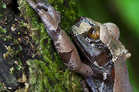 Anotheca spinosa Full body<br />
https://www.jungledragon.com/image/54490/anotheca_spinosa.html<br />
<br />
The size of the male is about 68 mm, the female typically measures about 80 mm. This frog has an unmistakable head with pointed spines and a large eardrum. Young people lack the projections. Males do not have vocal clefts. The color is dark brown above with a black veining and flanks bordered by white. The larvae are white when hatched, and later turn dark brown in the upper part and bluish gray in the lower part as they mature.<br />
<br />
He lives in cloud forests and is active all year round and hard to find. It is an arboreal species, found in bromeliads and banana plants. The calls of the males come from cavities filled with water, such as tree holes, open bamboo holes or armpits of bromeliad leaves. The call is a strong "boop-boop-boop" and can be heard up to 100 m away.<br />
<br />
Its distribution by country includes Costa Rica, Honduras, Mexico and Panama. Southeast Mexico (disjunct populations on the Atlantic slopes of the Sierra de los Tuxtlas, State of Oaxaca and State of Veracruz, 800-2,068 m asl); East of Honduras (95 m asl); Costa Rica and western Panama (350-1,330 masl).<br />
They have found tadpoles in bromeliads in felled trees, in cavities of trees full of water and in internodes of bamboo in a botanical garden forest. Larvae can breathe atmospheric oxygen after hatching.<br />
<br />
Rarely the species is seen, but it is often heard in an appropriate habitat in Costa Rica. In Mexico it is reported as rare, where it seems to have been extirpated from some places. Only two specimens are known in Honduras; It has protected status in two Honduran reserves, the El Ocote Biosphere Reserve, the La Amistad International Park and the Tawahka Asagni Biosphere Reserve. The state in Panama is unknown. A captive breeding program is being carried out at the El Valle Amphibian Conservation Center in Panama.<br />
<br />
The main threats to this species seem to be the loss and degradation of habitat, derived from small-scale agriculture and the collection of subsistence wood. In any case, the possible reasons for the reduction of amphibians are already well known: alteration and general loss of habitat, modification of deforestation habitat, or activities related to logging, intensified agriculture or grazing.<br />
<br />
http://amphibiaweb.org/cgi/amphib_query?where-genus=Anotheca&where;-species=spinosa Anotheca spinosa,Spiny-headed tree frog