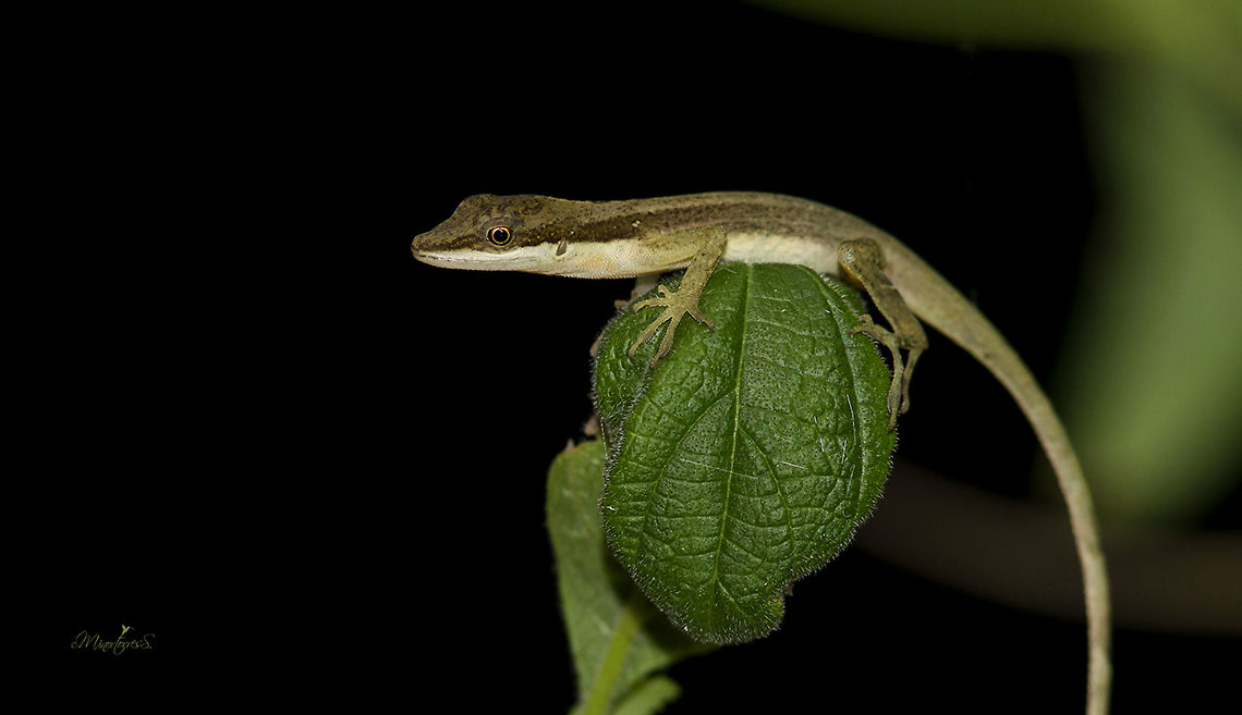 Anolis oxylophus A moderately large, short-legged chocolate brown semiaquatic anole having a pair of cream-colored lateral stripes. The iris is coppery and the male dewlap is uniform burnt Orange.<br />
<br />
Total length to 243 mm, males (adults 59 to 85 mm in standard length) larger than females (adults 56 to 68 mm), tail moderate, 60 to 65% of total length. Upper surface dark brown with an olive cast, dorsum usually marked with dark bands, as are limbs and tail; a distinct cream-colored stripe runs from above  shoulder posteriorly about two-thirds length of body, venter cream, often with yellow (or orangish in adult males) wash; iris brown.<br />
<br />
It is a riparian species found along moderate-sized, fairly rapid streams in lowland rain forest,  gallery forest, and the lower portions of the Premontane Wet Forest and Rainforest zones.<br />
<br />
Anolis oxylophus can be find in humid lowlands and Premontane slopes of Atlantic versant eastern Honduras, Nicaragua, and Costa Rica, and extreme northwestern Panama; in the Pacific slope in galllery forest in lowlands of northwestern Costa Rica and in Cordillera Coste&ntilde;a, near San Isidro de El General, Puntarenas Provincia, in the southwest (20-1200 m).  Anolis oxylophus,Stream Anole