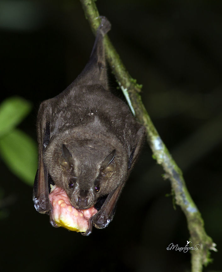 Carollia perspicillata  Carollia perspicillata,Sebas short-tailed bat