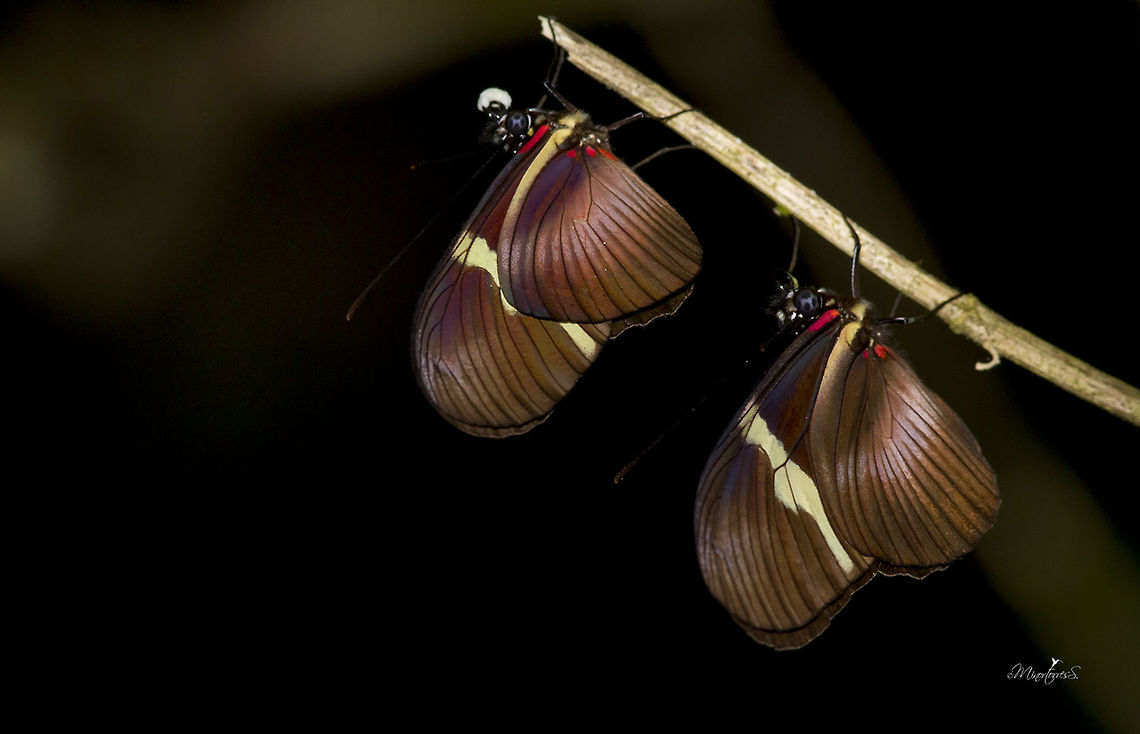 Heliconius clysonymus montanus  Clysonymus longwing,Heliconius clysonymus