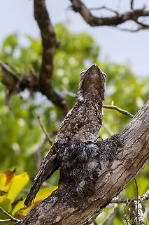 Nyctibius grandis The Nyctibius grandis, large Nictibio, is known in some latitudes as Big Uruta&uacute;, is a species belonging to the family Nyctibiidae that lives in the neotropic.
Its length is around 48 - 60 cm and its plumage is brown interspersed with light gray and white. Its tail and wings are relatively long.
It inhabits mainly in the humid lowland tropical forest and its distribution area includes Mexico, Central America (Guatemala, Belize, Honduras, Nicaragua, Costa Rica) and South America (Colombia, Venezuela, Suriname, French Guyana, Guyana, Brazil, Paraguay, Ecuador, Peru and Bolivia).
It is a lonely and nocturnal bird that usually perches on clear branches above the canopy, from where it launches to catch large insects in flight, such as moths and beetles, and small bats.
There are 2 recognized subspecies, including the nominal subspecies:
Nyctibius grandis grandis (Gmelin, 1789)
Nyctibius grandis guatemalensis Land & Schultz, 1963 Great potoo,Nyctibius grandis
