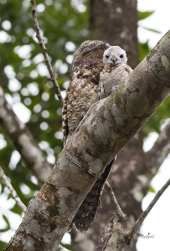 Nyctibius grandis  Great potoo,Nyctibius grandis