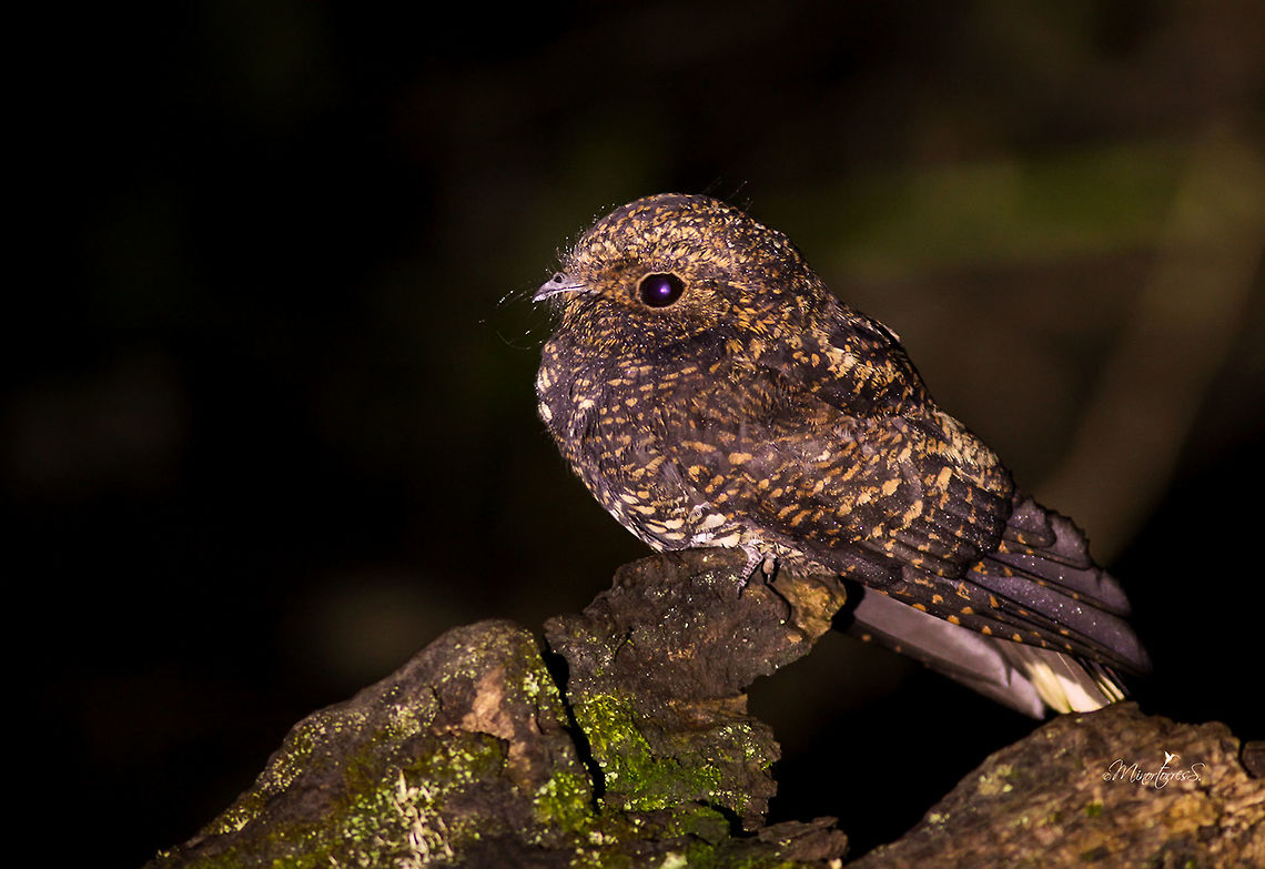 Antrostomus saturatus  Antrostomus saturatus,Dusky nightjar
