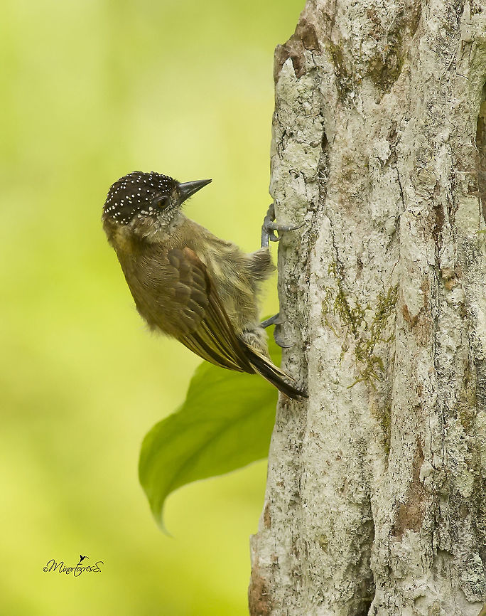 Olivaceus piculet  Olivaceus piculet,Picumnus olivaceus