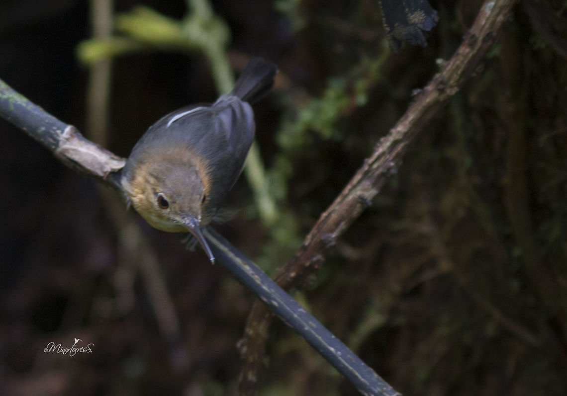 Ramphocaenus melanurus  Long-billed gnatwren,Ramphocaenus melanurus