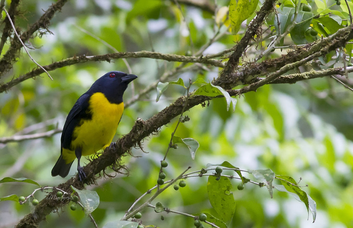 Bangsia arcaei  Bangsia arcaei,Blue-and-gold tanager