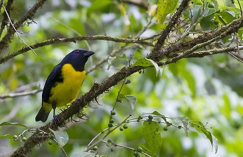 Blue-and-gold tanager