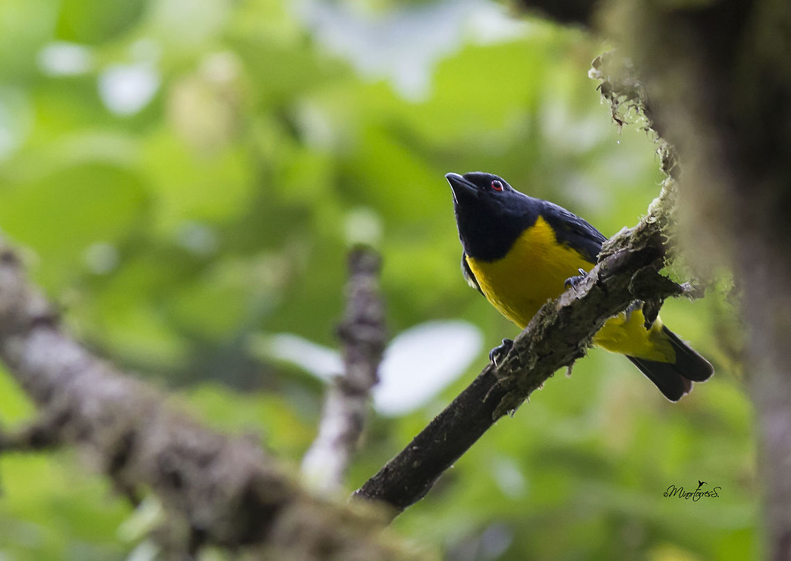 Bangsia arcaei  Bangsia arcaei,Blue-and-gold tanager