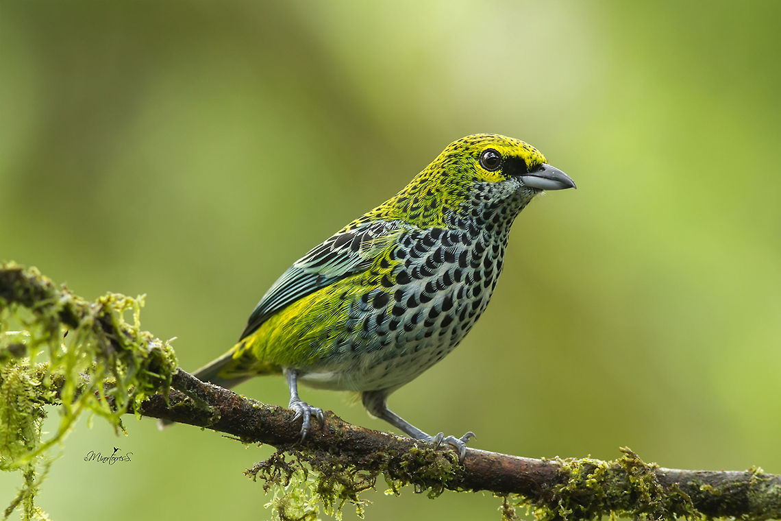 Tangara guttata  Speckled tanager,Tangara guttata