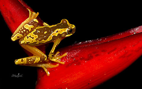 Dendropsophus ebraccatus  Dendropsophus ebraccatus,Hourglass treefrog