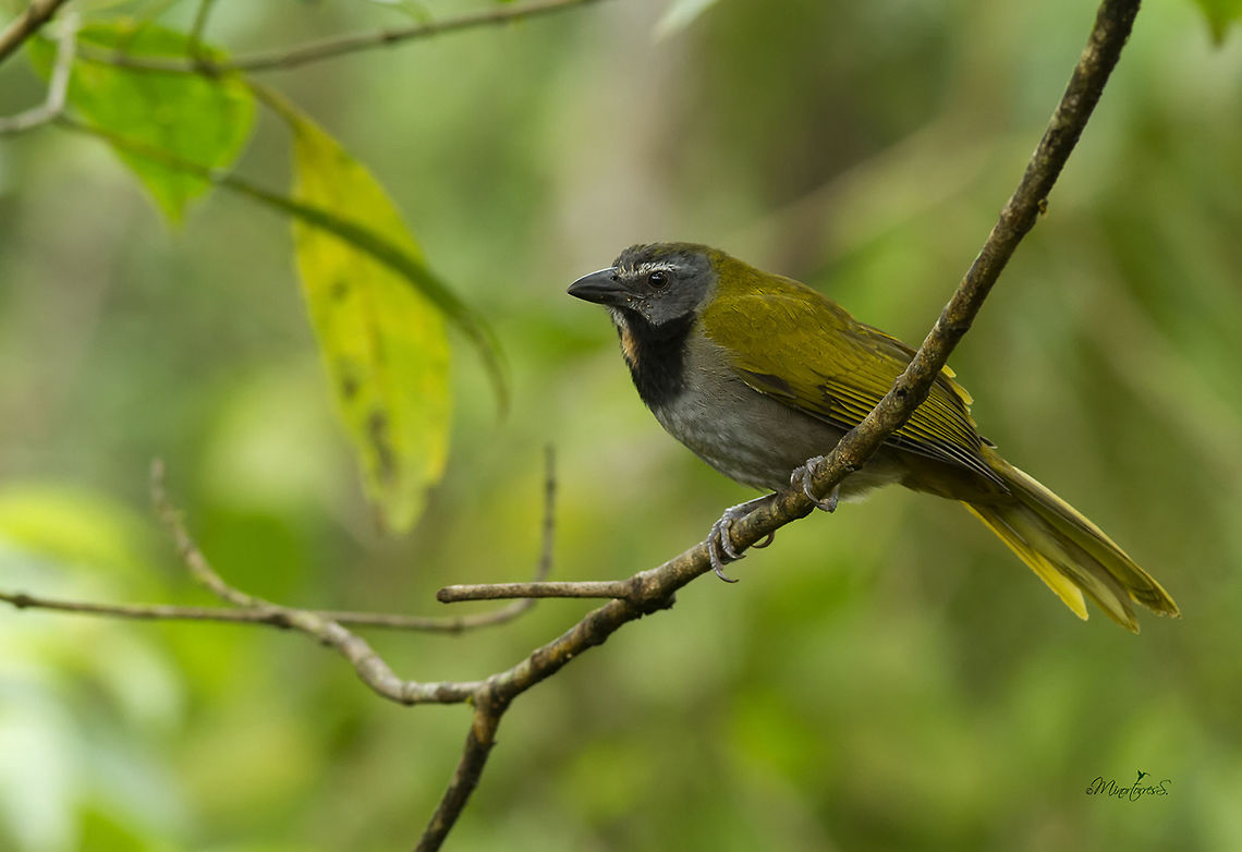 Saltator maximus  Buff-throated saltator,Saltator maximus