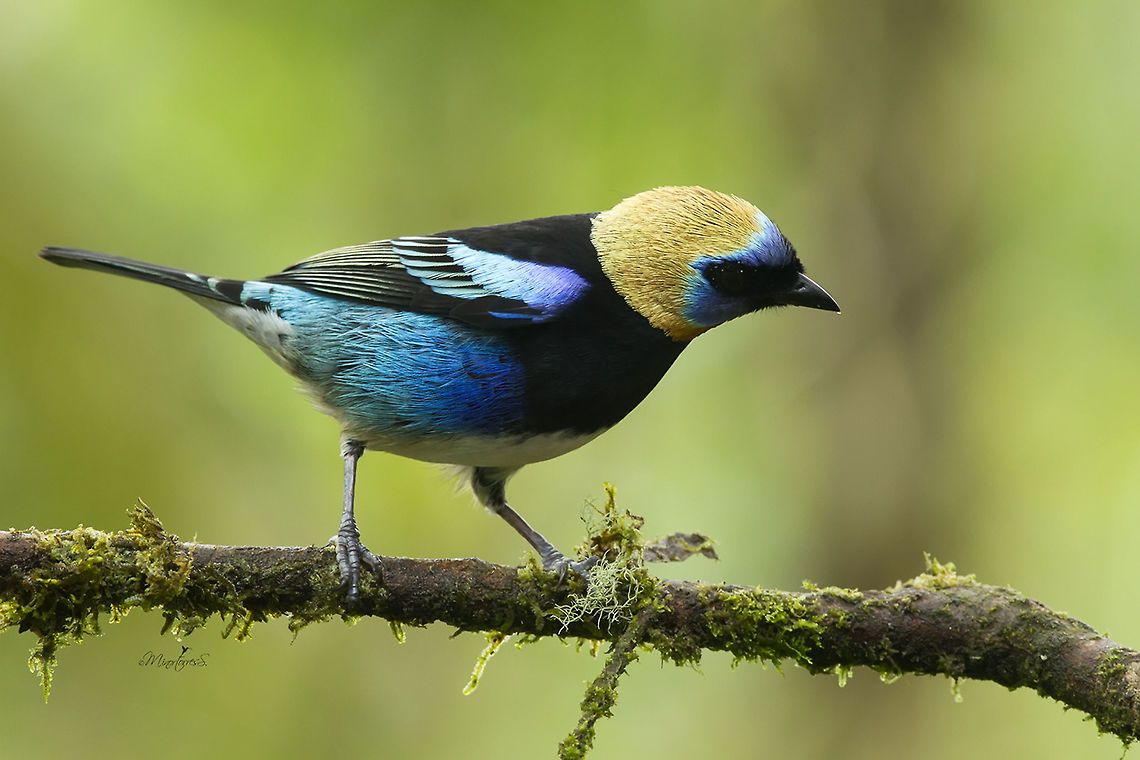 Tangara larvata  Golden-hooded tanager,Tangara larvata