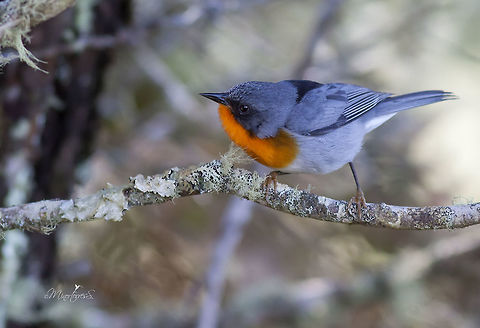 Parula guturalis  Flame-throated warbler,Oreothlypis gutturalis