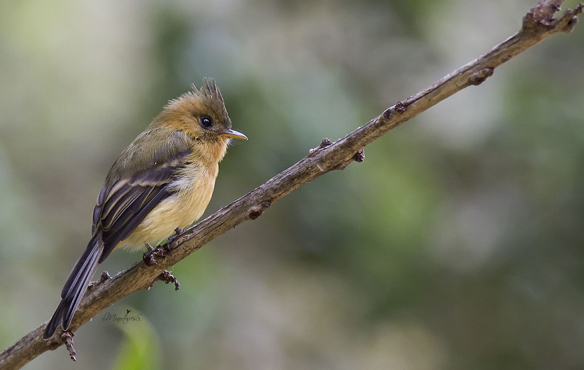 Mitrephanes phaeocercus  Mitrephanes phaeocercus,Northern tufted flycatcher