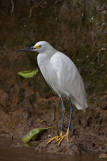 Egretta thula  Egretta thula,Snowy Egret,Snowy egret,thula