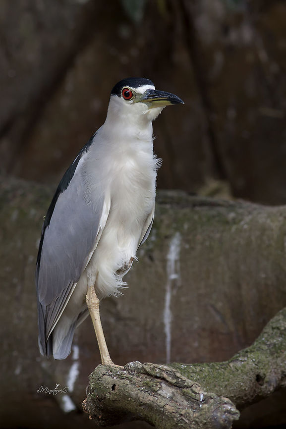 Nycticorax nycticorax  Black-crowned night heron,Nycticorax nycticorax