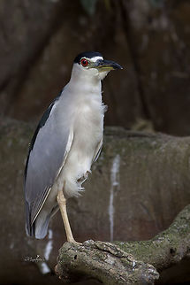 Nycticorax nycticorax  Black-crowned night heron,Nycticorax nycticorax