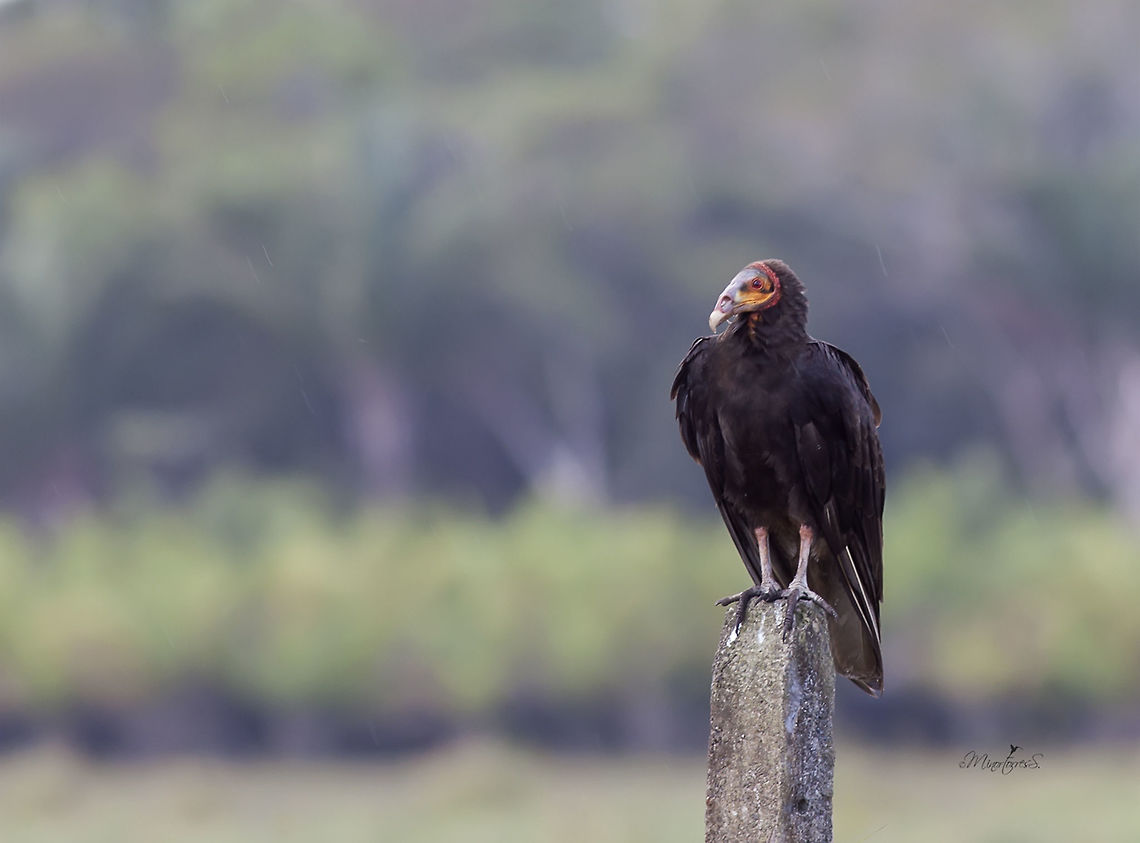 Cathartes burroviannus  Cathartes burrovianus,Lesser Yellow-headed Vulture