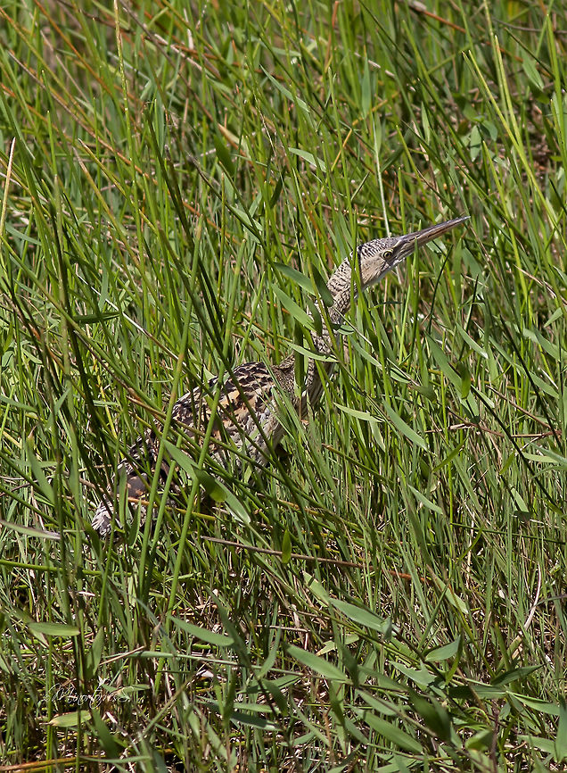 Botaurus pinnatus  Botaurus pinnatus,Pinnated bittern