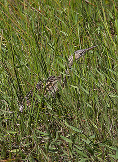 Botaurus pinnatus Botaurus pinnatus,Pinnated bittern