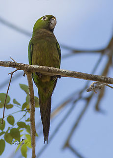 Aratinga nana Eupsittula nana,Olive-throated parakeet