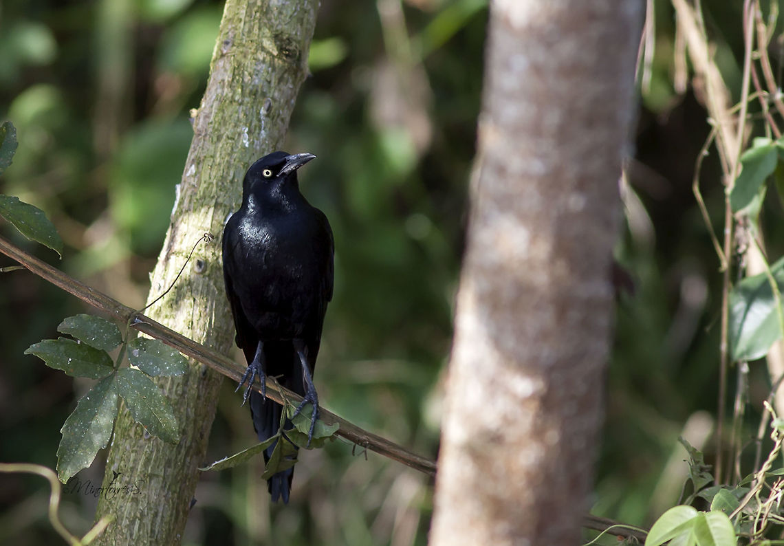 Quiscalus nicaraguensis  Nicaraguan grackle,Quiscalus nicaraguensis