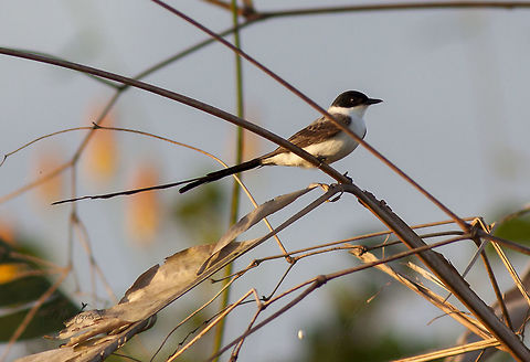 Tyrannus savana  Fork-tailed flycatcher,Tyrannus savana