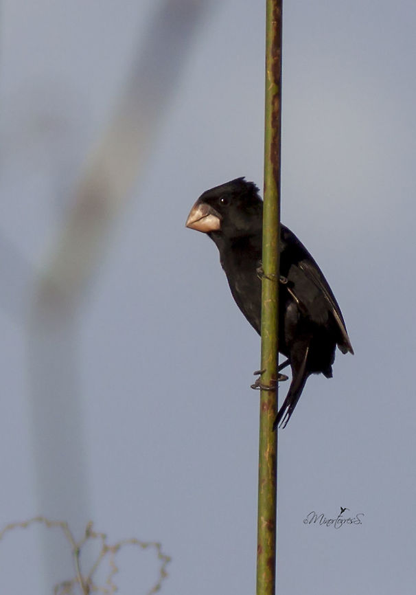 Oryzoborus nuttingi  Nicaraguan seed finch,Oryzoborus nuttingi