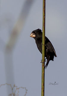 Oryzoborus nuttingi  Nicaraguan seed finch,Oryzoborus nuttingi