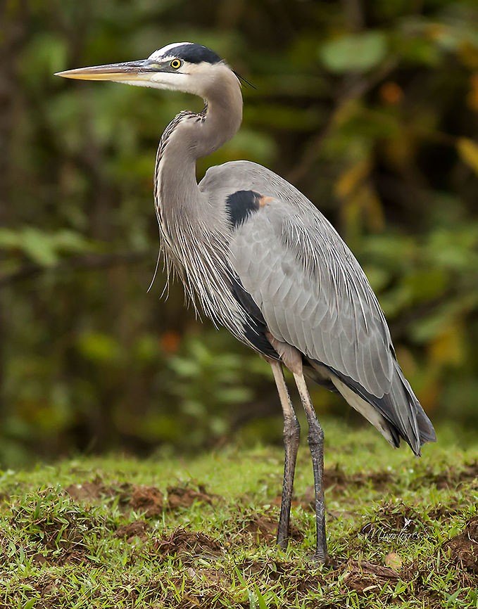 Ardea herodias  Ardea herodias,Great blue heron