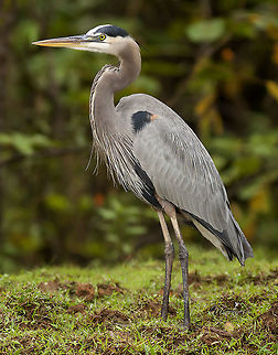 Ardea herodias  Ardea herodias,Great blue heron