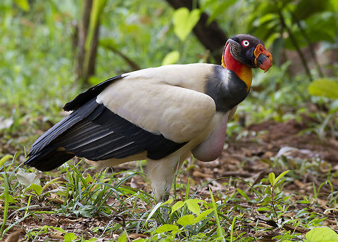 Sarcoramphus papa King Vulture,Sarcoramphus papa