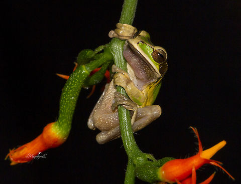 Smilisca phaeota  Smilisca phaeota