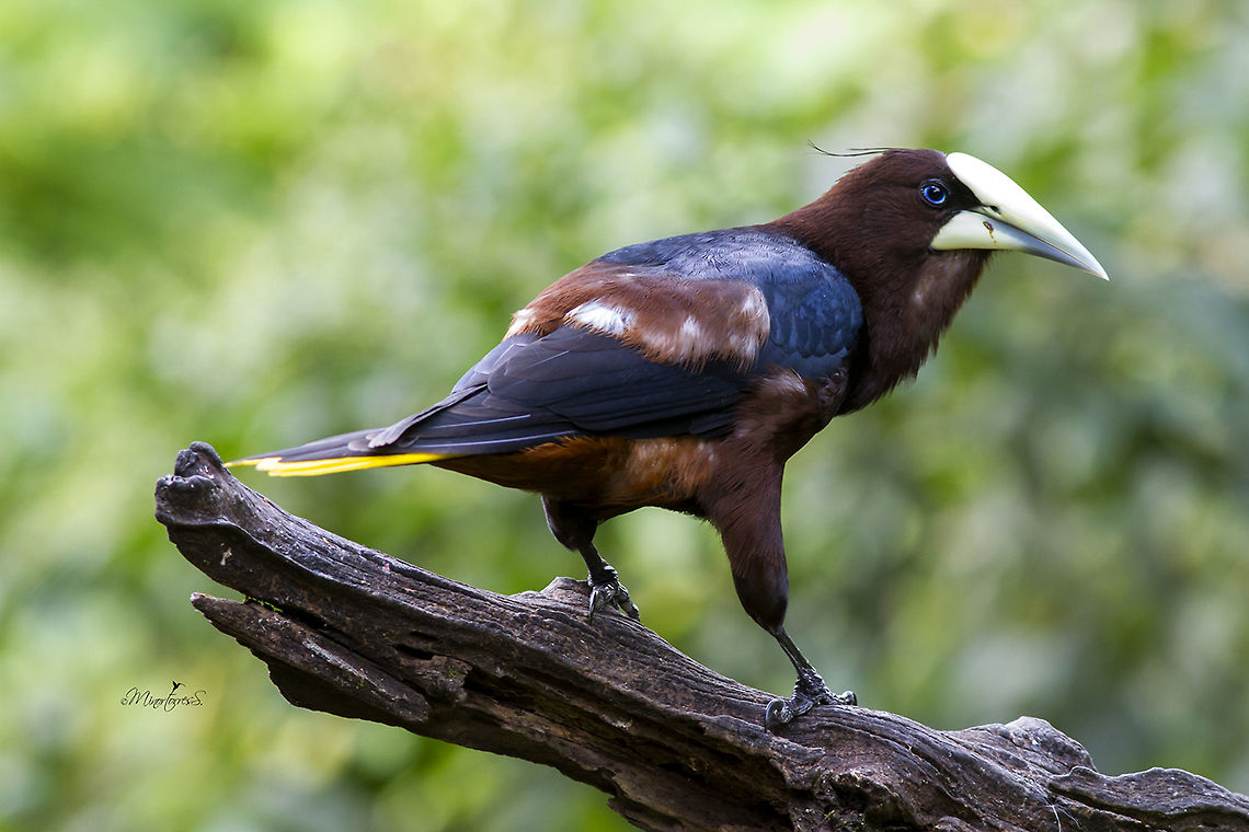 Psaracolius wagleri  Chestnut-headed oropendola,Psarocolius wagleri