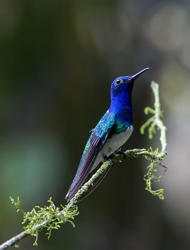 Florisuga mellivora  Florisuga mellivora,White-necked jacobin