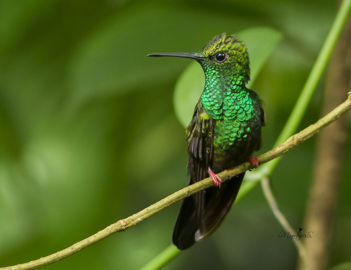 Chalybura urochrysia  Bronze-tailed plumeleteer,Chalybura urochrysia