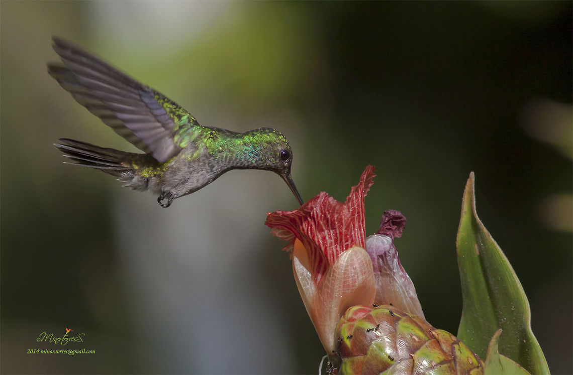 Amazilia decora  Amazilia decora,Charming hummingbird