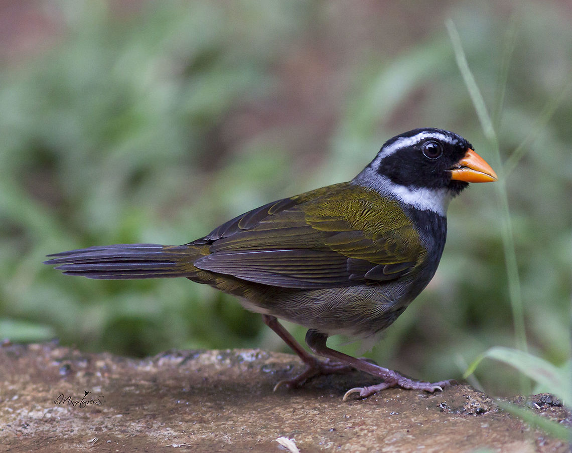 Arremon aurantirostris  Arremon aurantiirostris,Orange-billed sparrow