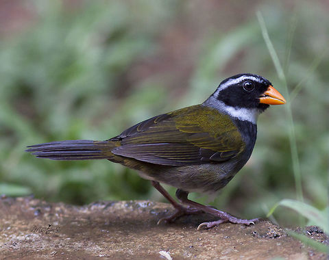 Orange-billed sparrow
