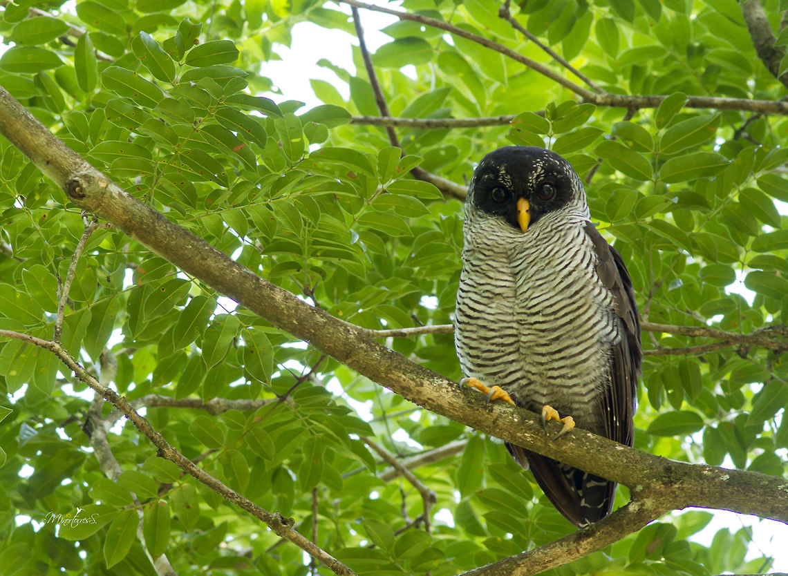 Ciccaba_nigrolineata_JJV0575  Black-and-white owl,Strix nigrolineata