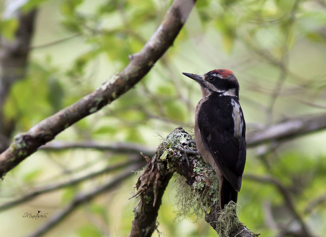 Picoides villosus  Hairy Woodpecker,Hairy woodpecker,Leuconotopicus villosus,Picoides villosus